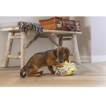 Teckel speelt met een stapel stoffen luiers voor een houten bank met decoratie