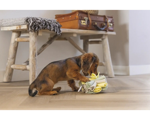 Teckel speelt met een stapel stoffen luiers voor een houten bank met decoratie