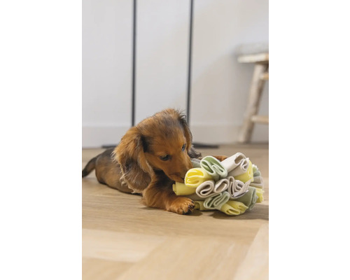 Teckel puppy speelt met een interactief hondenspeeltje op de vloer.