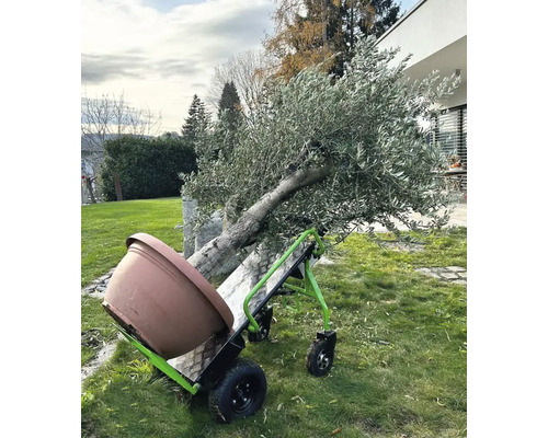 Elektrische steekwagen met olijfboom en plantenpot in de tuin