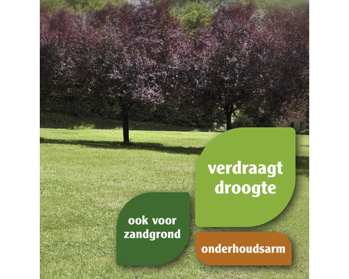 Bomenrij op een gazon met aanduidingen over droogtetolerantie, geschiktheid voor zandgrond en gering onderhoud