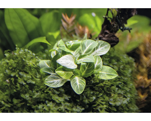Close-up van een aquariumplant met groene bladeren