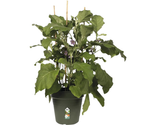 Aubergineplant in een pot met klimhulp