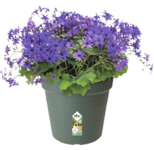 Blauwe bloem in pot