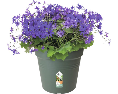 Pot met blauwe bloemen
