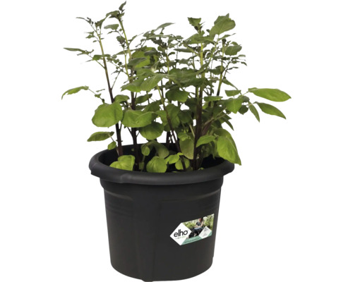 Aardappelplant in zwarte plantenpot met Elho logo.