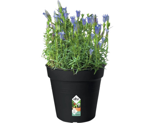 Gentiaan in pot met Elho Logo