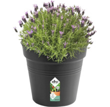 Lavendel in pot