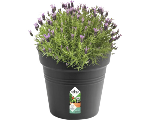 Lavendel in pot