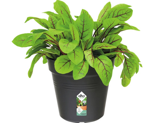 Zuring plant in pot
