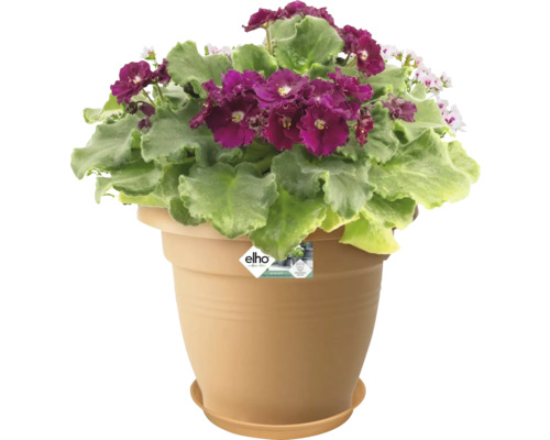 Afrikaans viooltje in een bloempot