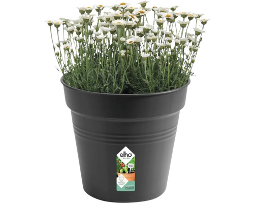 Madeliefjes in zwarte plantenpot