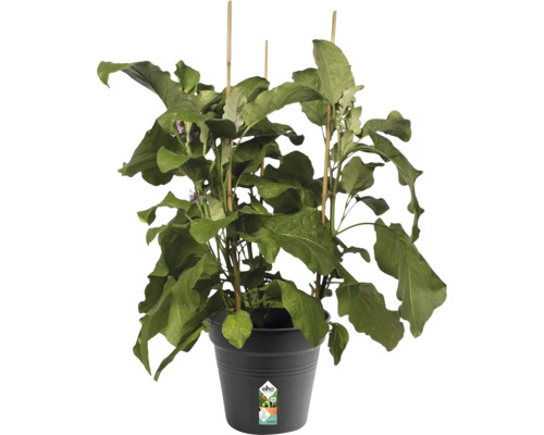 Aubergineplant in pot met plantensteunen
