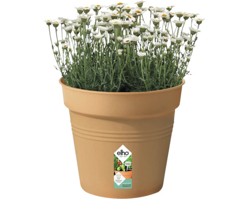 Madeliefjes in Elho bloempot