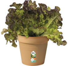 Sla in een plantenbak