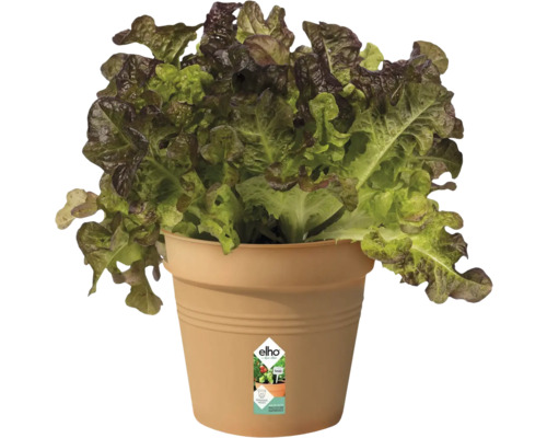 Sla in een plantenbak