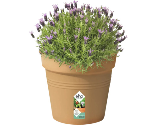 Lavendel in plantenbak met Elho logo