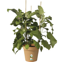 Aubergineplant met steunstokken in een bloempot