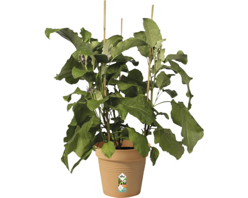 Aubergineplant met steunstokken in een bloempot