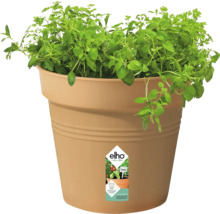 Kunststof plantenpot met oregano plant