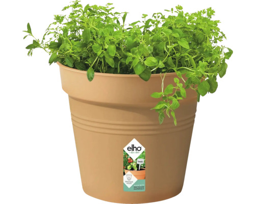 Kunststof plantenpot met oregano plant