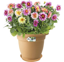 Dahlia''s in een bloempot met schotel