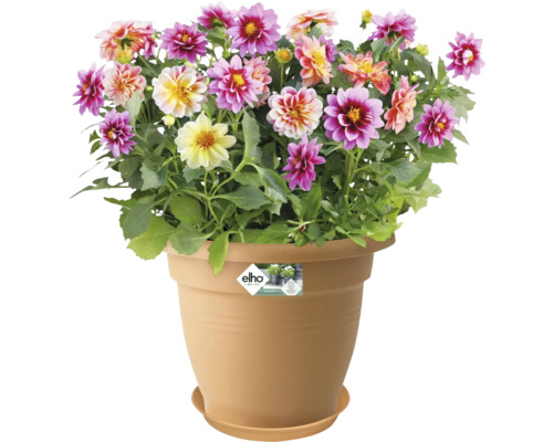 Dahlia''s in een bloempot met schotel