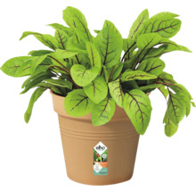 Zuring plant in een bloempot