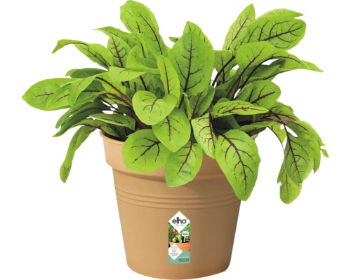 Zuring plant in een bloempot