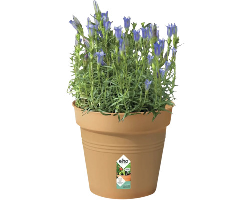 Gentiaanplant in een Elho plantenpot