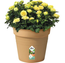 Gele rozen in bloempot