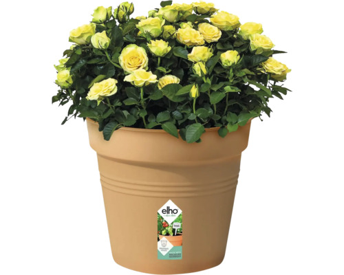 Gele rozen in bloempot