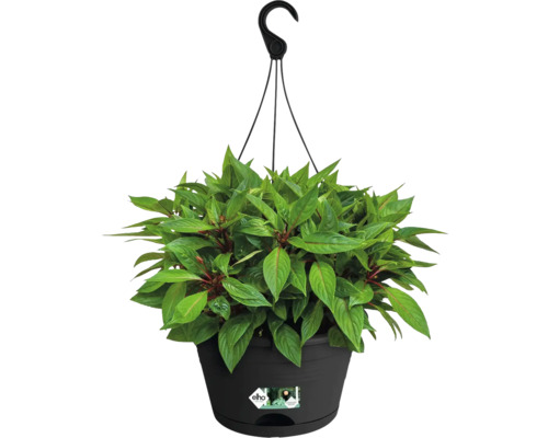 Hangende plantenbak met groene plant in zwarte pot