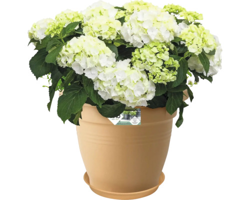 Tuinhortensia in een pot
