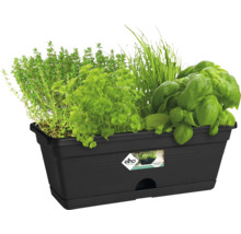 Zwarte plantenbak met diverse kruiden zoals tijm, peterselie, bieslook en basilicum.