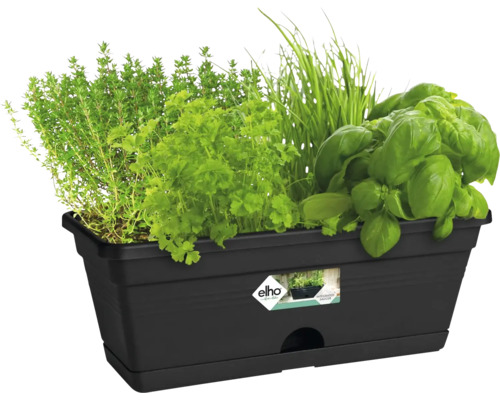 Zwarte plantenbak met diverse kruiden zoals tijm, peterselie, bieslook en basilicum.