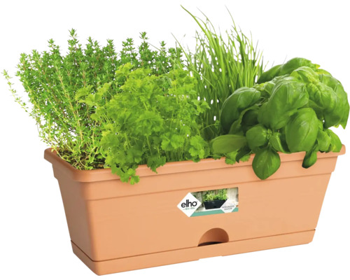 Rechthoekige plantenbak met kruiden zoals tijm, peterselie, bieslook en basilicum.