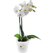 ELHO Green Basics Pot Orchidee Ø 13 cm H 12 cm