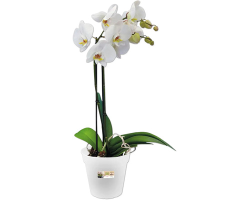 Orchidee in pot