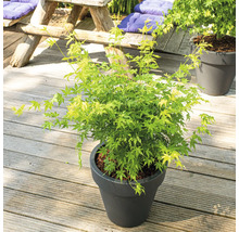 FLORASELF® Japanse esdoorn Acer Palmatum 'Going Green' potmaat Ø 19 cm