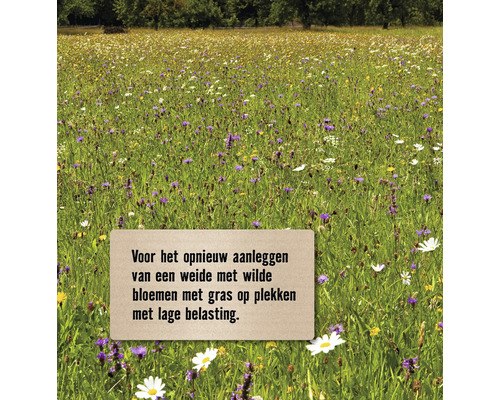 Weide met wilde bloemen en gras