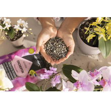 Een persoon houdt orchideeëngrond in de handen, omringd door orchideeën. De scène toont het gebruik van speciale grond voor orchideeënverzorging.