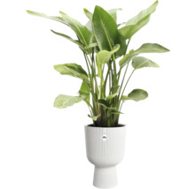 Strelitzia in witte bloempot