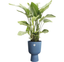 Strelitzia in pot met Elho logo