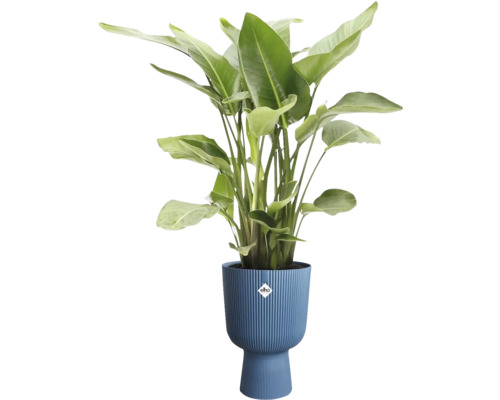 Strelitzia in pot met Elho logo