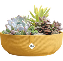 Gele plantenbak beplant met vetplanten