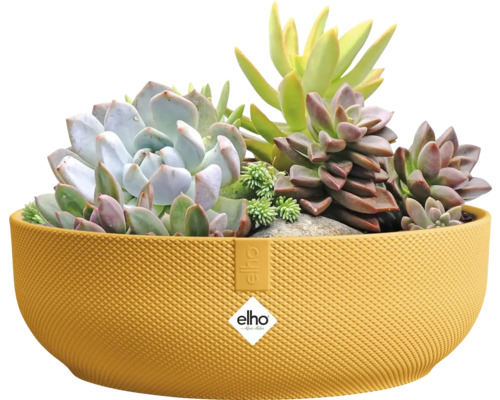 Gele plantenbak beplant met vetplanten