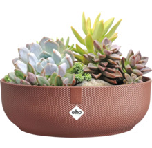 Decoratieve plantenbak met vetplanten en Elho logo