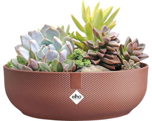 Decoratieve plantenbak met vetplanten en Elho logo