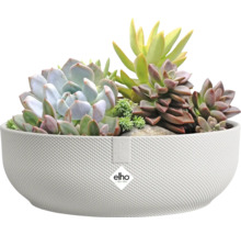 Diverse vetplanten in een witte plantenbak met Elho logo.